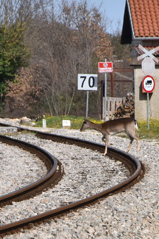 Samo minutu prije prolaska vlaka, srne prešle prugu u Šijani (snimio Duško MARUŠIĆ ČIČI)